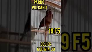 VULCANO