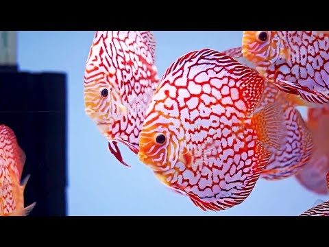 3 Easy Way to Clean Discus Aquarium