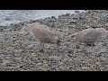 Herring Gull Feeding