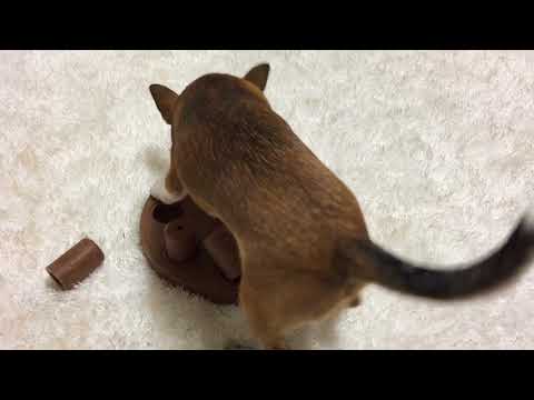 Nina Ottosson Dog Smart Composite Voerspeelgoed Level 1