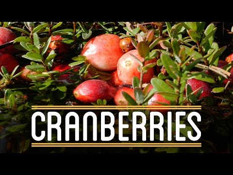 download lagu mp3 mp4 Why Did The Cranberries Turn Red, download lagu Why Did The Cranberries Turn Red gratis, unduh video klip Why Did The Cranberries Turn Red