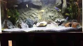 Aquatic Life Edge sunset mode must see video unbelievable the function this lights have