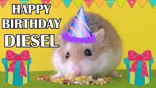 Happy Birthday Diesel (2 years old)