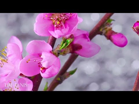 Relaxing Hymns on Piano, Peaceful Instrumental Music,  "Palm Sunday" by Tim Janis