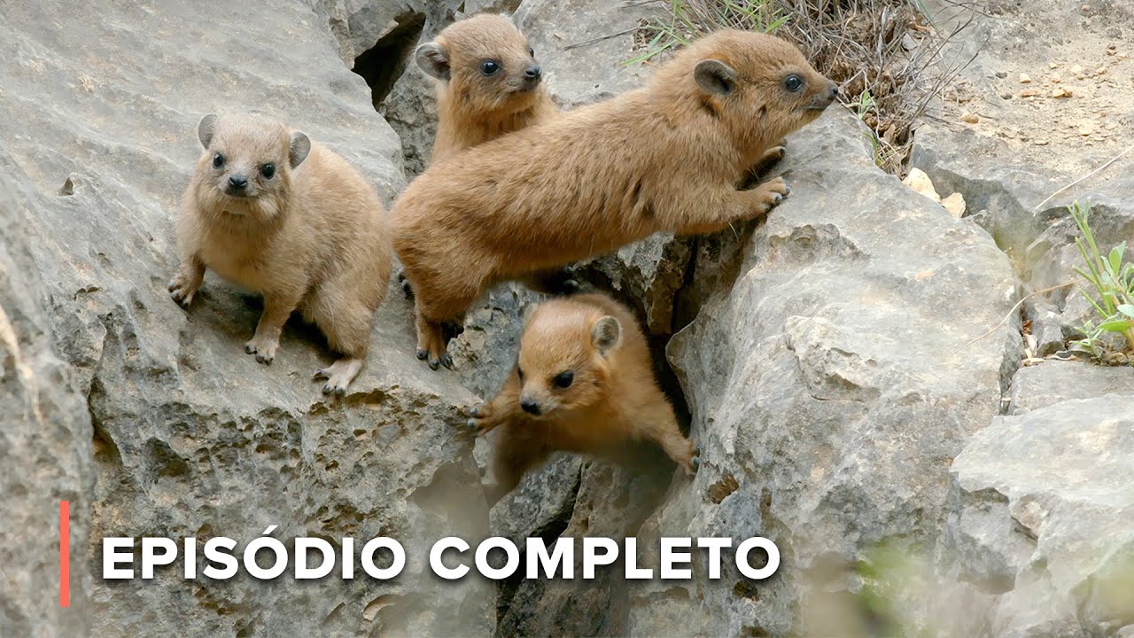 Como os animais do deserto sobrevivem sem água? | Inferno Árabe 101