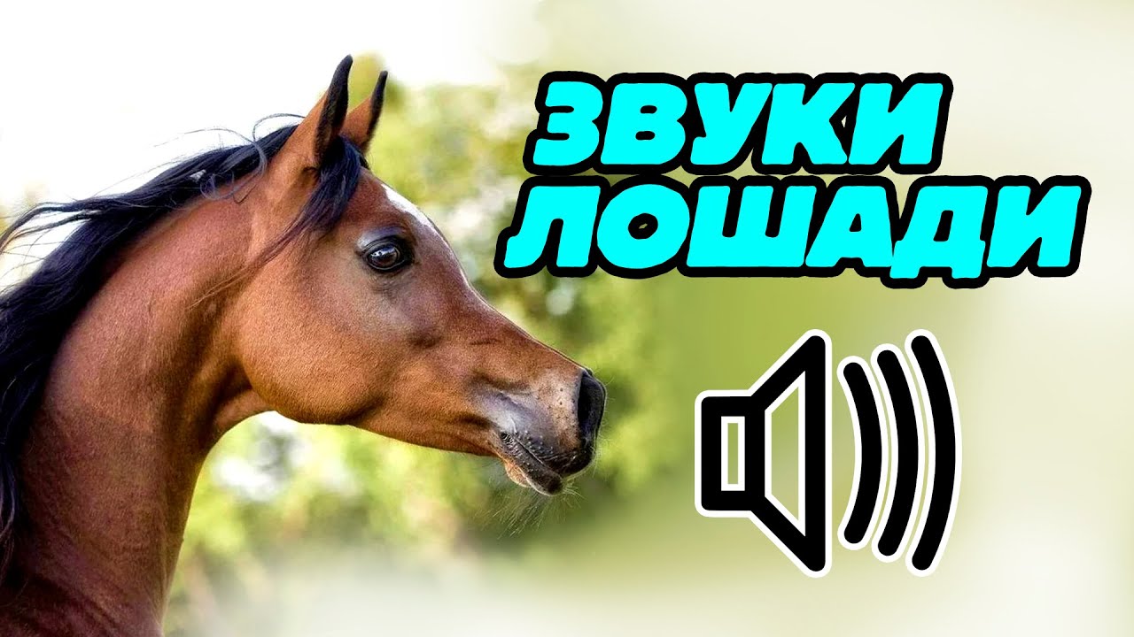 Как поет лошадь. Как поет лошадь. Смешной конь. Пение лошади. Лошадь с микрофоном.