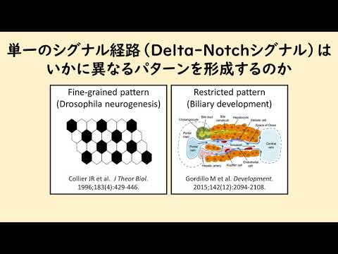 医学科 第2回（1）筑波大学　吉原雅大　先生　「からだの成り立ちを求めて」（グローバル教育院ヒューマニクス学位プログラム）