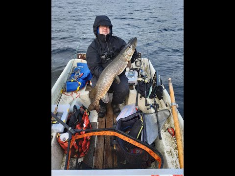 Iso hauki, Marraskuun  -20 huippuhetki.