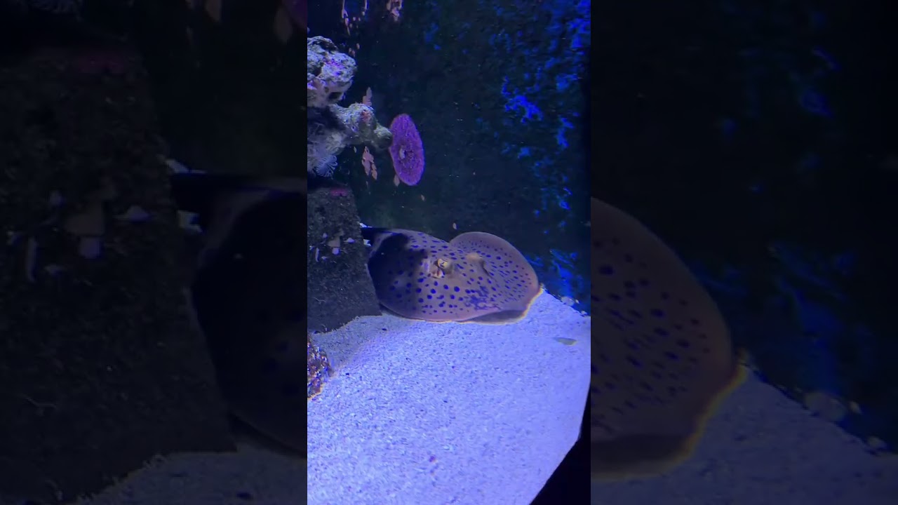 YouTube Short thumbnail