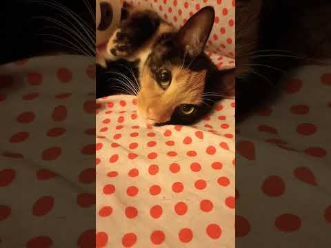 Gatita #funnycats #adorable #cute #mascotas #gatos #pets