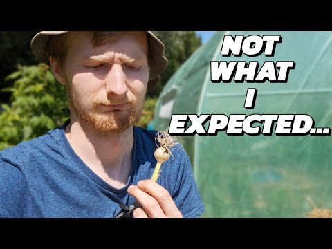 Garlic Harvest 2023 - How Did They Do? | UK Allotment | Gardening For Beginners