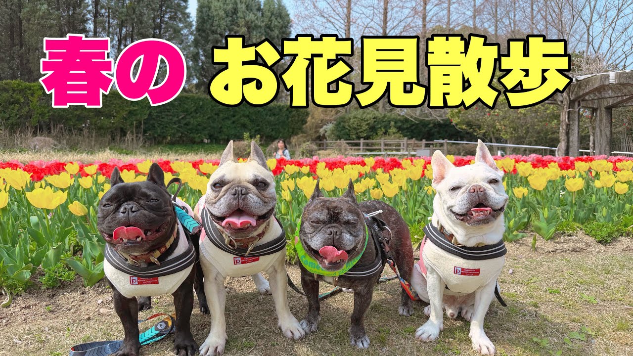 春到来！チューリップを見に春のお花見散歩してきたよ