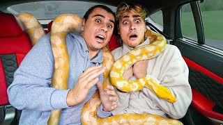 We CAUGHT A Giant Snake Living In My Car!