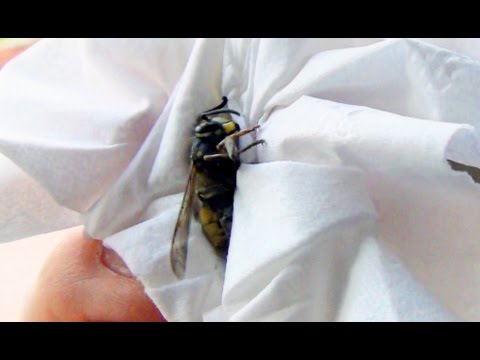 How To Catch Release A Wasp Bee Using Tissue Paper & Not Get Stung