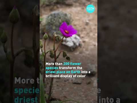Chile’s Atacama Desert bursts with colorful blooms