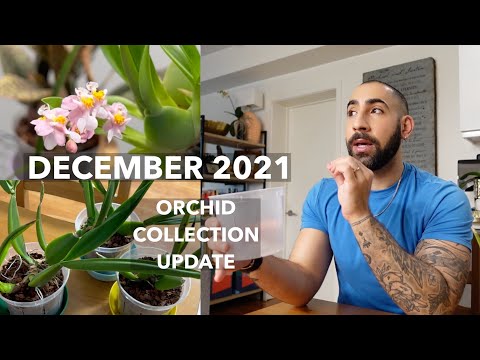 December 2021 Orchid Collection Update