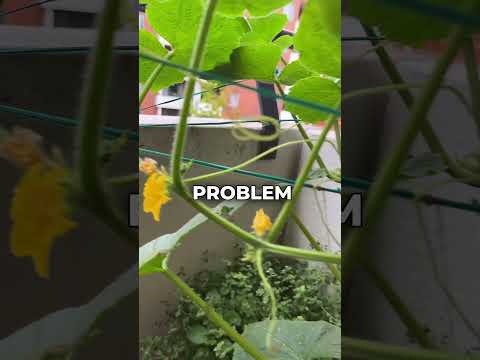 No Cucumber Only Flowers - Growing Cucumber Problem