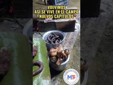 ¡VOLVIMOS! ASÍ SE VIVE EN EL CAMPO | Morcilla y Chicharrón a la Leña en El Triunfo Caquetá