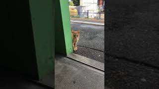 【猫】富士の麓の無人駅に表れる神【ねこ】