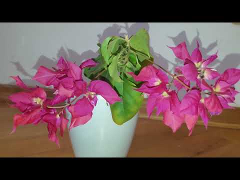 Бугенвиллея - секреты выращивания