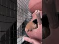 Budgies Colour Budgies Bird Parrot Lovebird Birds Finches Viral Shorts Trending