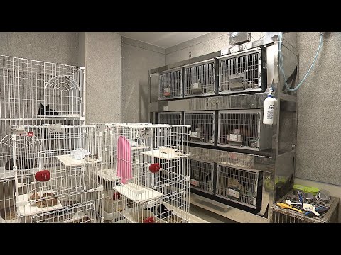 園芸 猫を引き取る