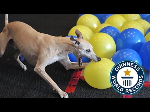 Nu e posibil. Un câine sparge 100 de baloane în jumătate de minut! E record mondial