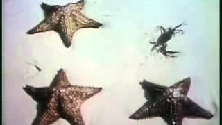 Sesame Street: One of these things