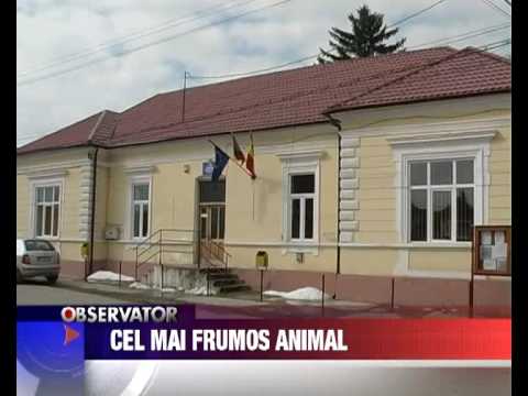 Stire 6, 14 Aprilie 2009, Cel mai frumos animal