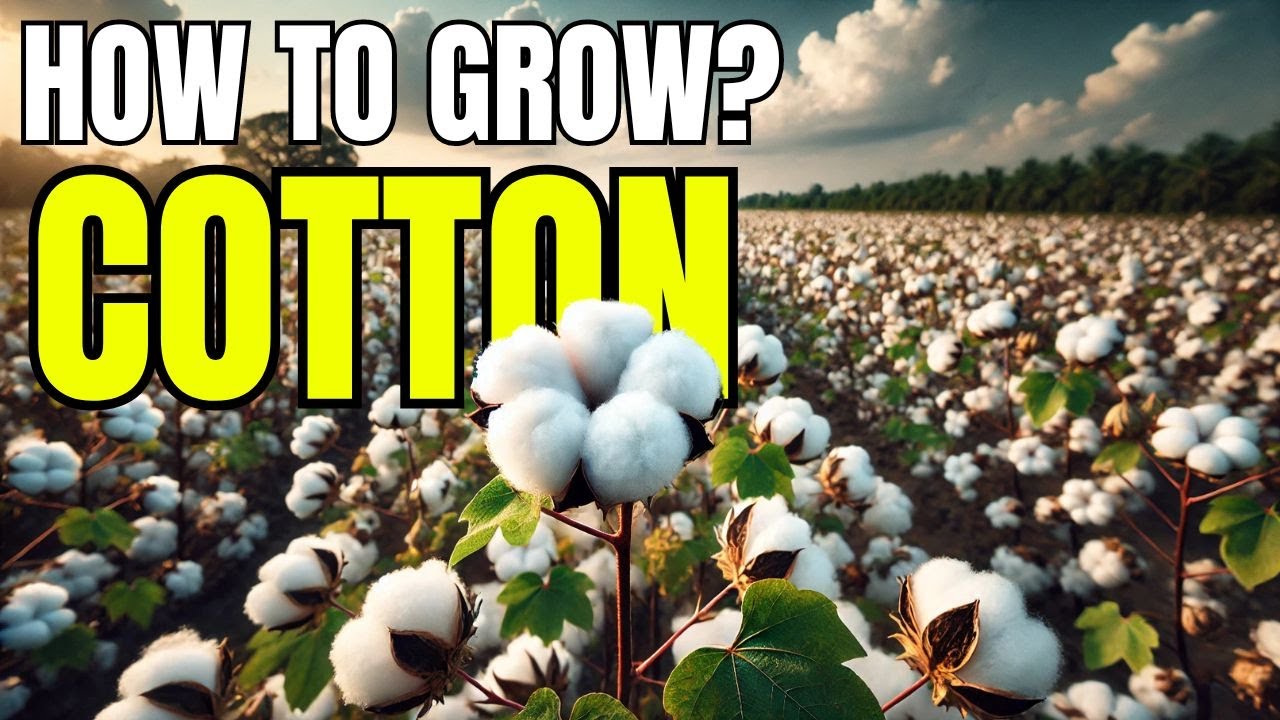 How to Grow Cotton: Step-by-Step Guide for Beginners