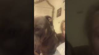 Look at the camera #dogs #adorable #cute #shorts