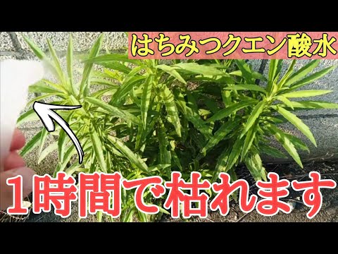 雑草の根を枯らす天然除草剤を発見しましょう！  庭園