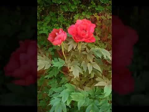 comment soigner euphorbe