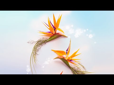 天堂鳥花