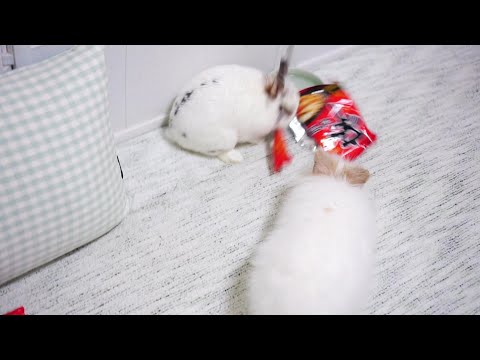 신라면 봉지 앞에서 고장난 토끼들 ㅋㅋㅋ 우리집만 이런가요?