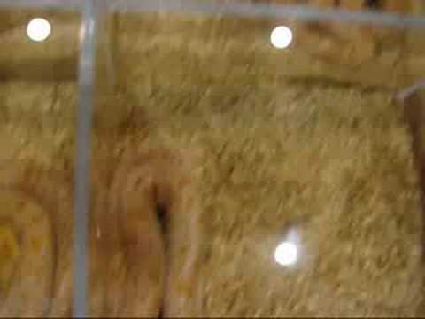 YouTube Video whdesh5-f7o