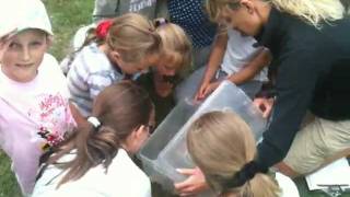 preview picture of video 'Rippledown Holiday Club 2010 - Live Mammal Surveying'