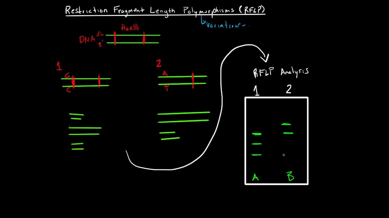 Restriction Fragment Length Polymorphism's
