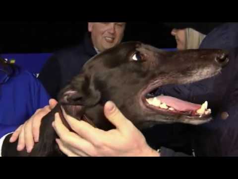 2020 CORAL GOLDEN SPRINT FINAL - T1 GOLDIES HODDLE