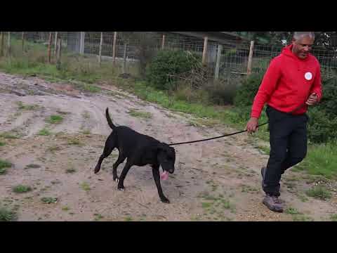 Vídeo de VASCO