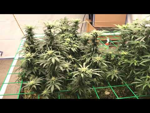 Week 5 3rd Cycle No Till Living Soil Buildasoil Fluence Spydr2i and Spydrx Plus LED Video