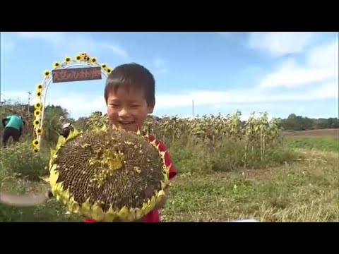 ヒマワリの種の収穫: これが仕組みです 植物