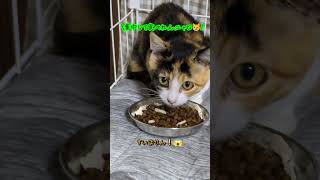 三毛の子猫ファミリー計画その15 ご飯あげちゃう！🤗😺 #ニャンキー #三毛猫 #保護猫 #子猫 #子ネコ #猫のいる暮らし #ねこ #好きな子猫