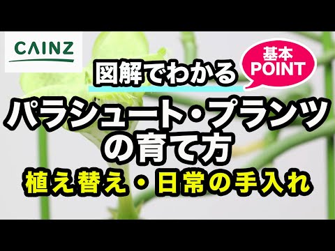 園芸 パラシュート プラント、セロペギア