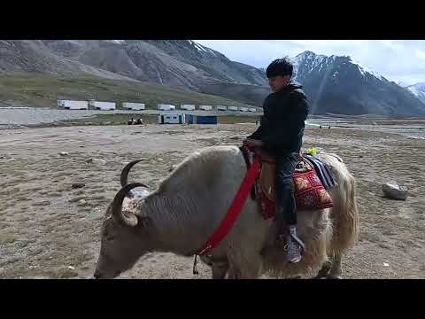 Hamza rides Zulfi the #Yak at #khunjerabpass ...