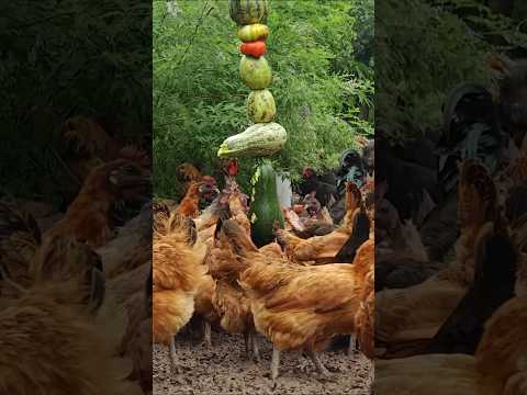 Genius Chicken Feeder! Hanging Veggie Tower Keeps Birds Happy & Healthy