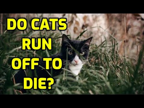 Is It True That Cats Run Away To Die?