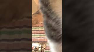 大あくび伸び猫