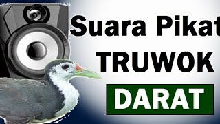 Download lagu amaurornisphoenicurus #Paddy birds #Paddyfieldbirdssound #Paddyfieldbirds #soundbirds mp3