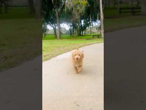 Wren F1b mini GoldenDoodle
